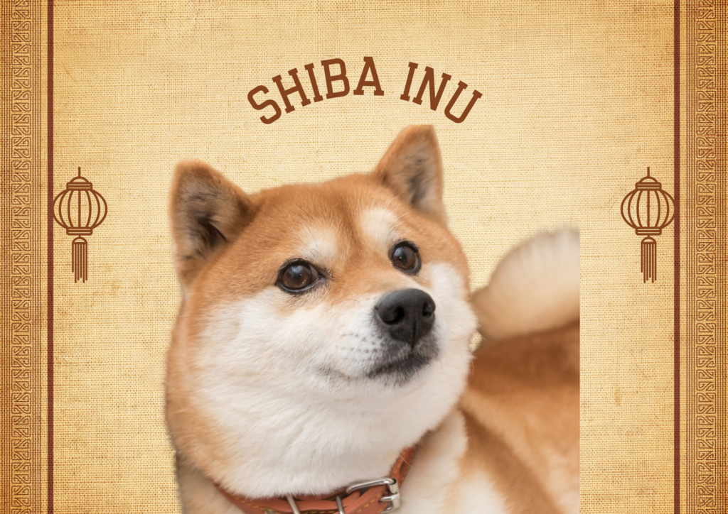 Shiba Inu