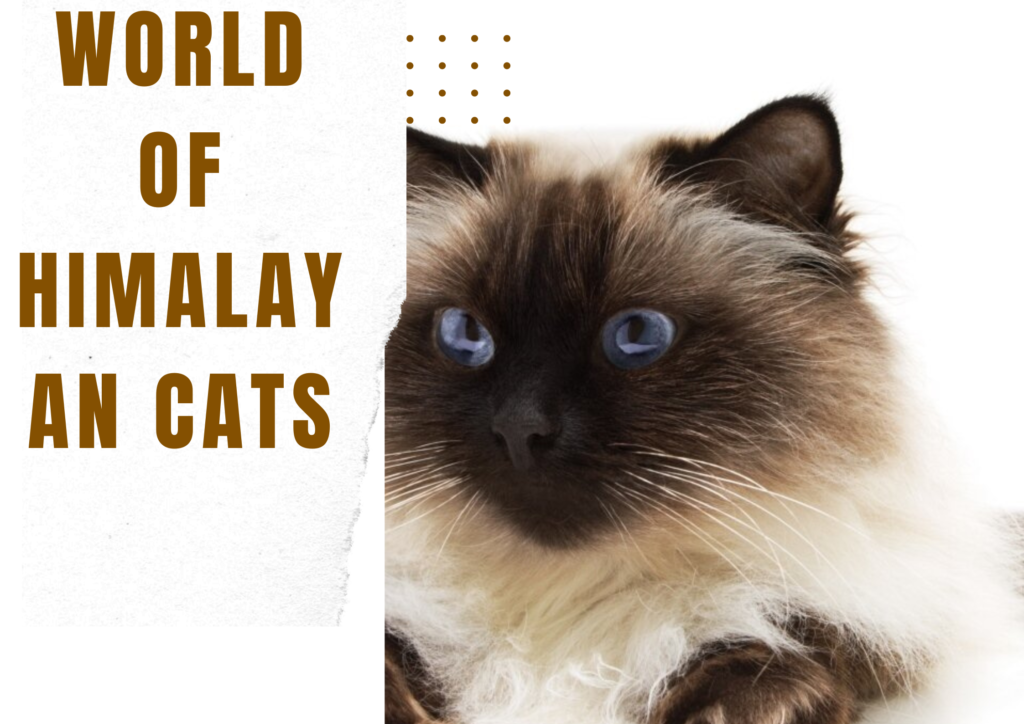 World of Himalayan Cats