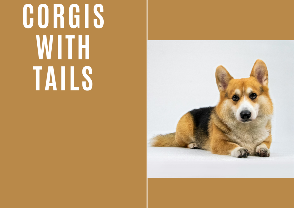 Corgis with Tails