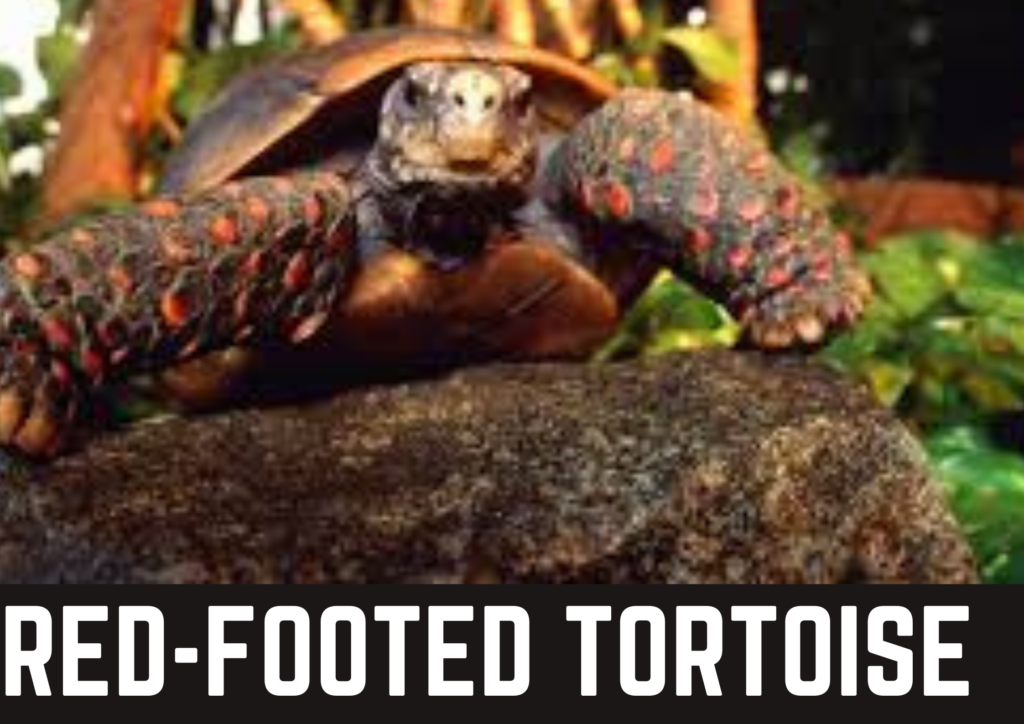 Red-Footed Tortoise