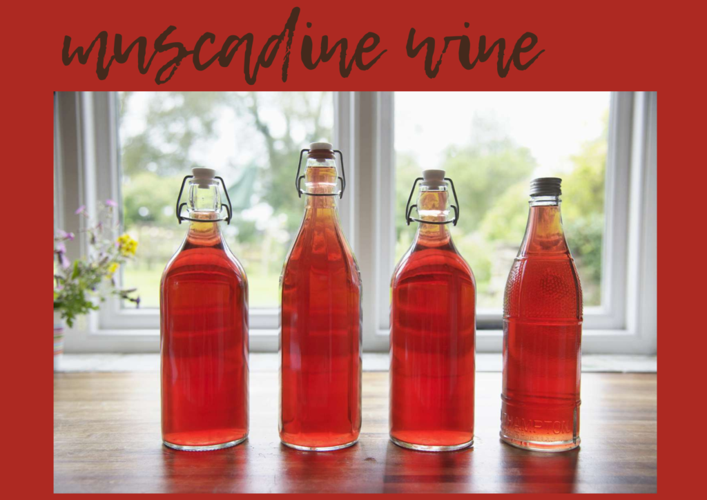 muscadine wine