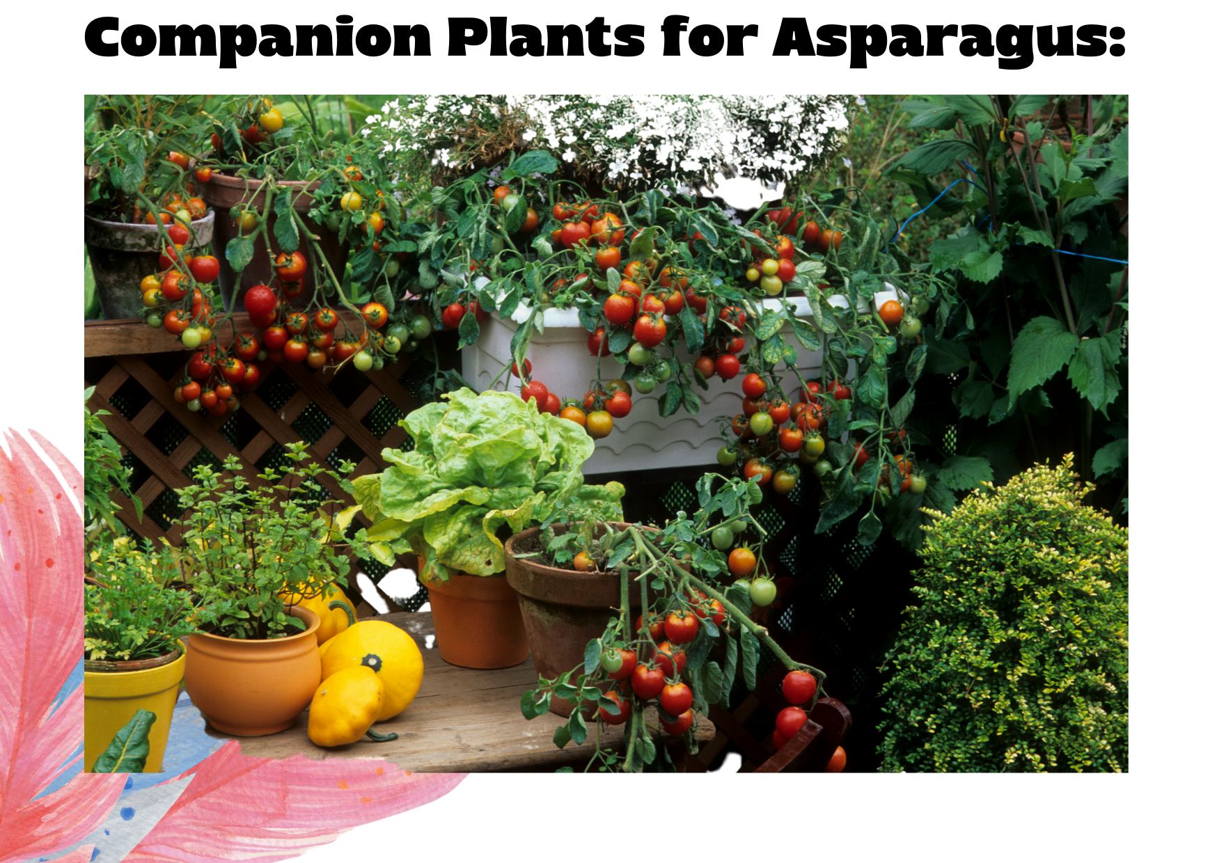 The Best Companion Plants for Asparagus: Grow a Thriving Garden