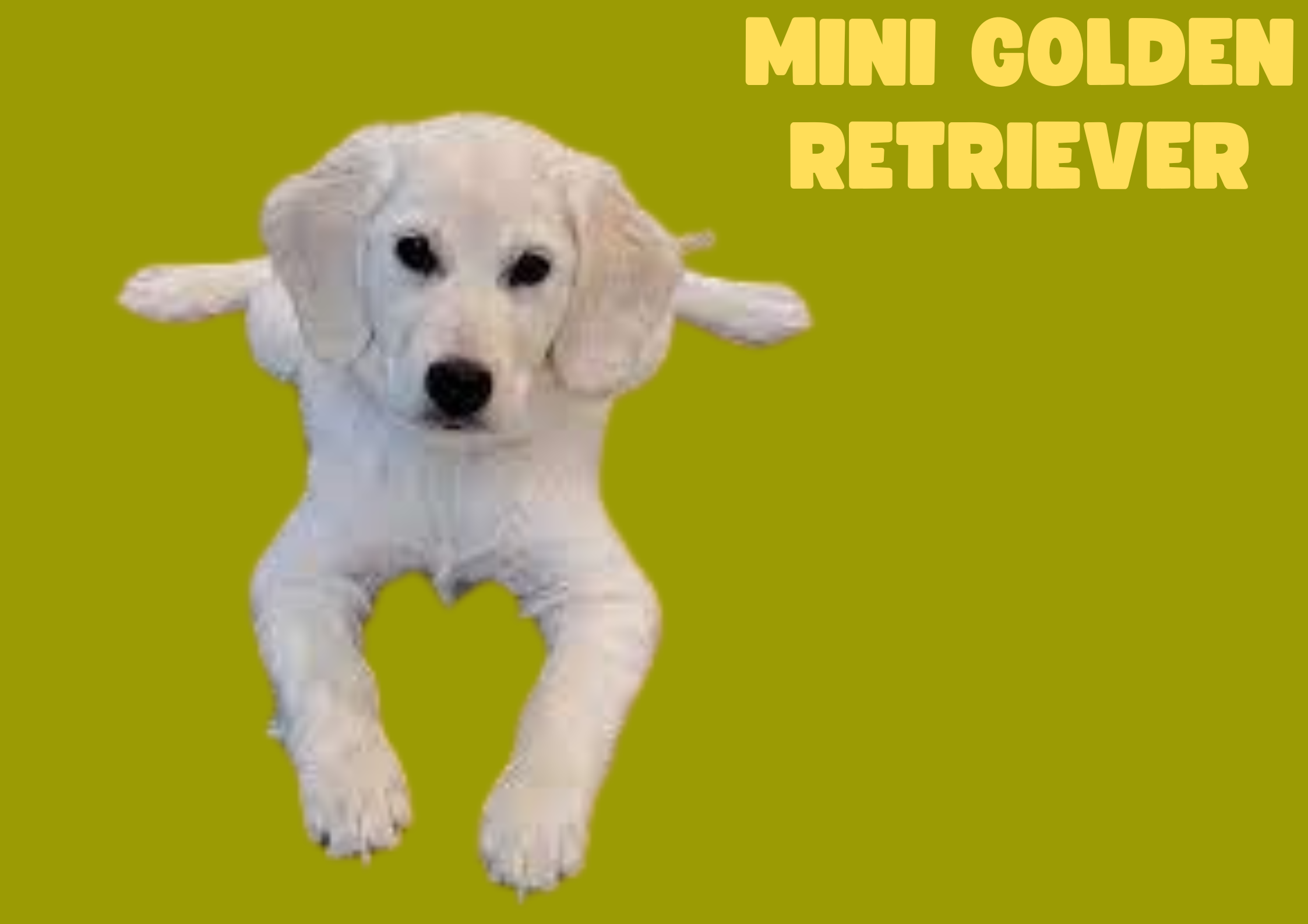 Beyond Adorable: The Unique Personality of the Mini Golden Retriever