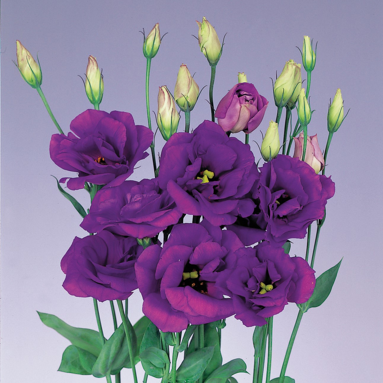 “Lisianthus Seed Magic: Simple Steps to a Stunning Flower Garden”