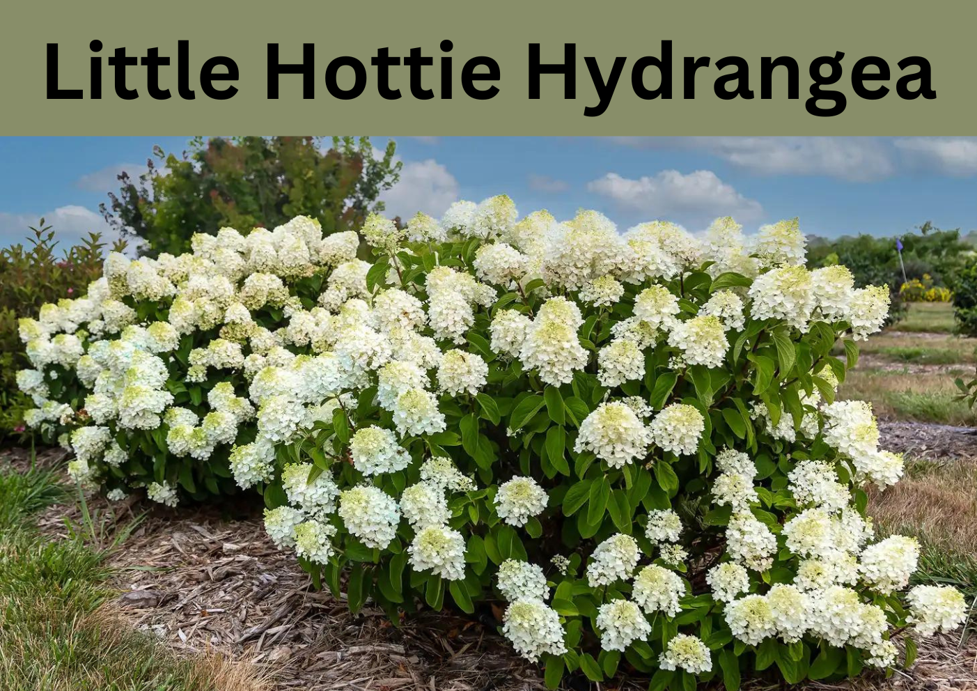 Heatwave Hero: The Little Hottie Hydrangea Thrives in the Sun