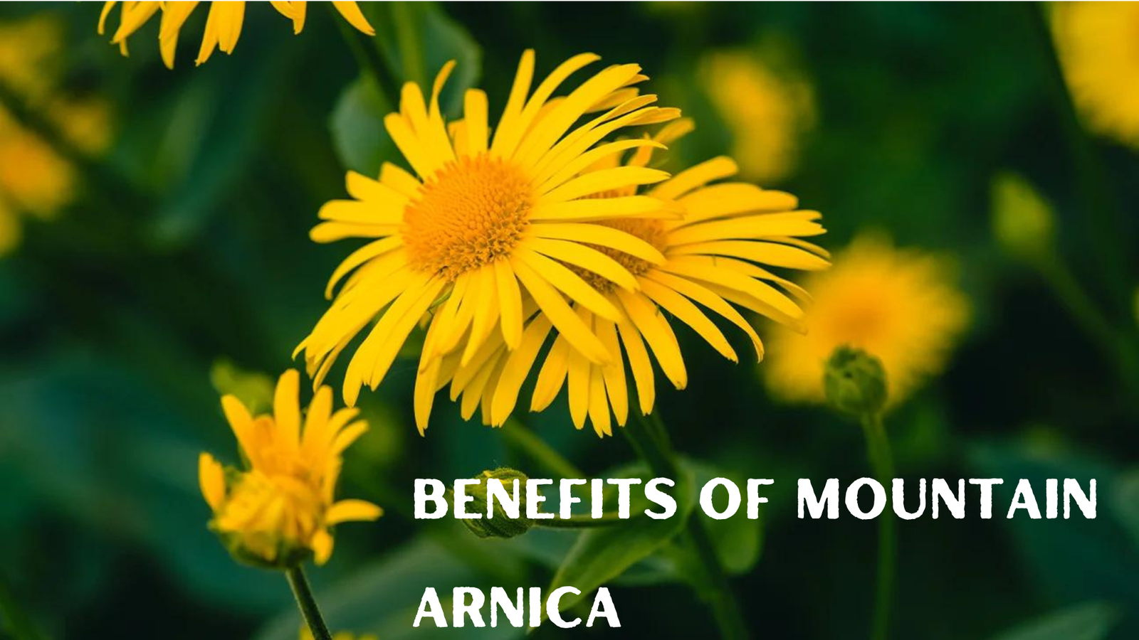 Benefits of Mountain Arnica