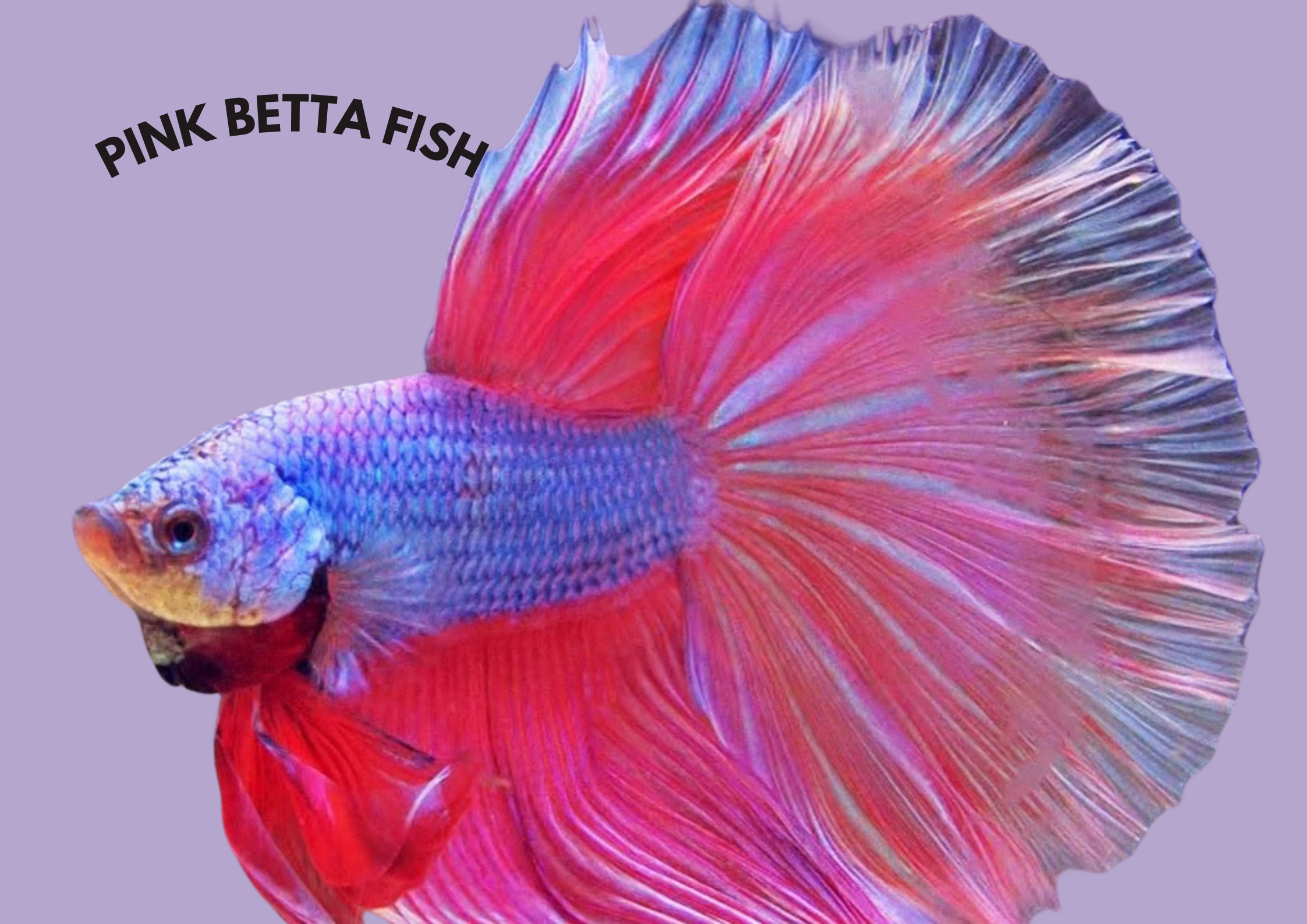 Caring for Your Pink Betta Fish: A Complete Guide