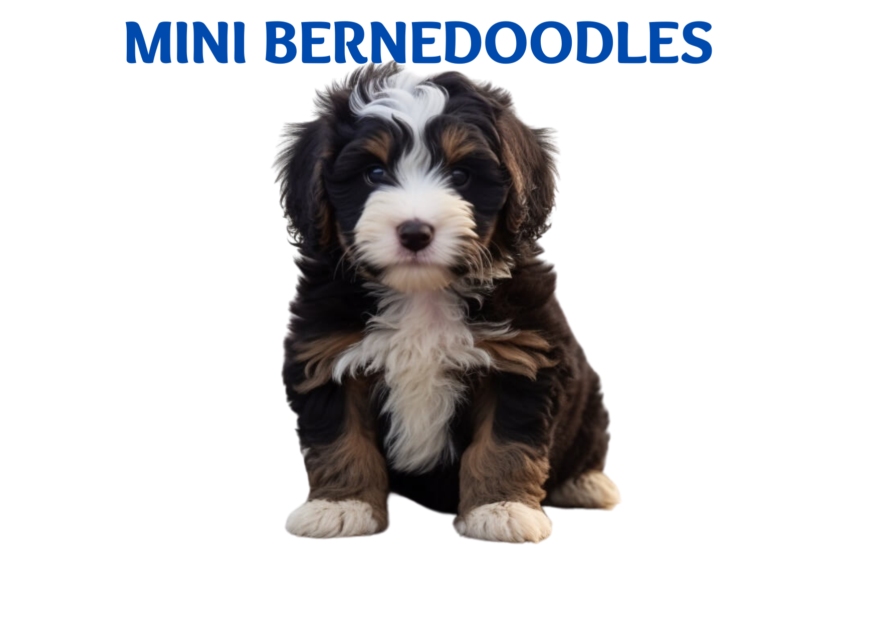 Mini Bernedoodles